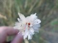 Armeria canescens